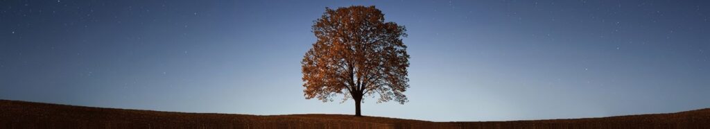 Content Placeholder 05 1024x186